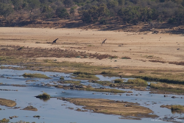 Kruger National Park: de Satara a Olifants - SUDÁFRICA EN EL CORAZÓN (JULIO 2015) (25)
