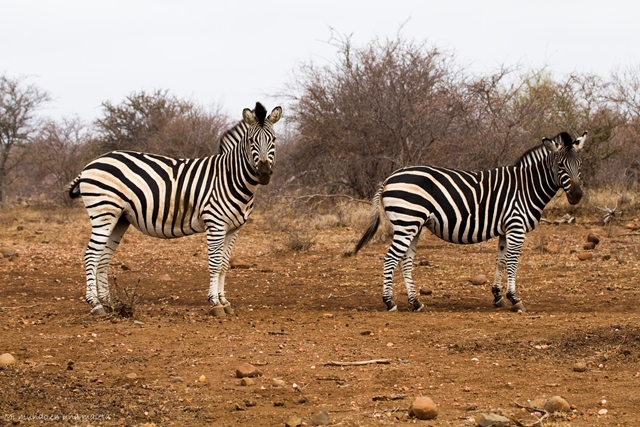 Kruger National Park: de Satara a Olifants - SUDÁFRICA EN EL CORAZÓN (JULIO 2015) (23)