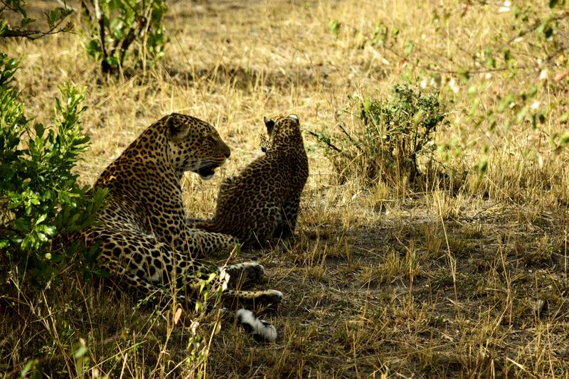 Mis días de safari en Uganda, Kenia y Zanzíbar.. Os lo intento contar - Blogs de Africa Este y Centro - Día completo en el Mara.. qué sitio tan impresionante.. (19)