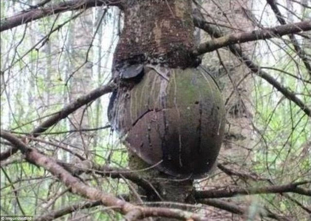 Cascos, granadas y armas tragados por troncos de árboles en Rusia