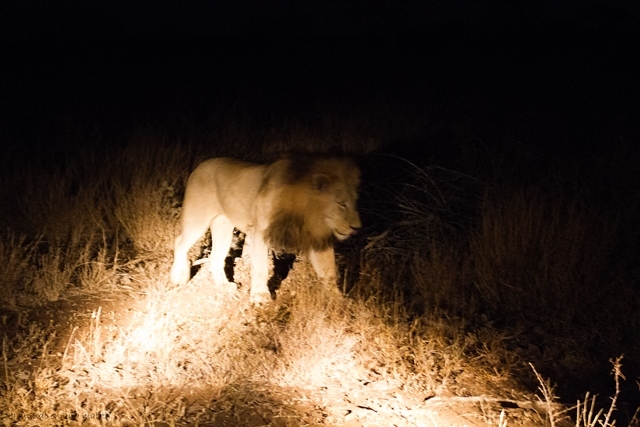 Kruger National Park: de Satara a Olifants - SUDÁFRICA EN EL CORAZÓN (JULIO 2015) (31)