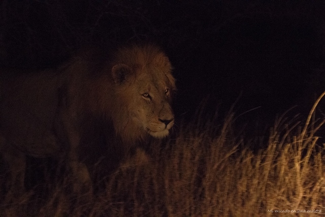Kruger National Park: de Satara a Olifants - SUDÁFRICA EN EL CORAZÓN (JULIO 2015) (32)
