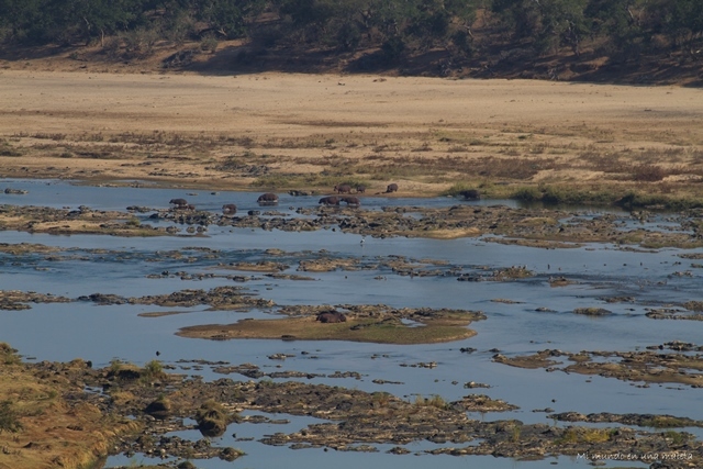 Kruger National Park: de Satara a Olifants - SUDÁFRICA EN EL CORAZÓN (JULIO 2015) (26)