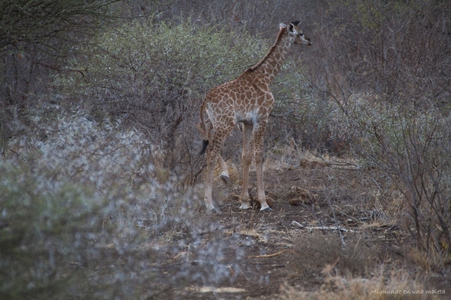 Kruger National Park: de Satara a Olifants - SUDÁFRICA EN EL CORAZÓN (JULIO 2015) (29)