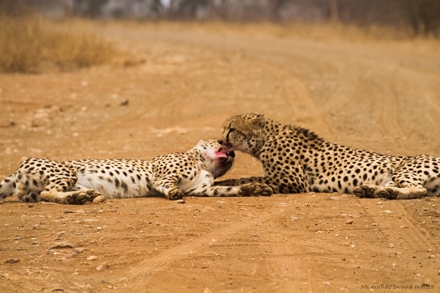 Kruger National Park: de Satara a Olifants - SUDÁFRICA EN EL CORAZÓN (JULIO 2015) (18)