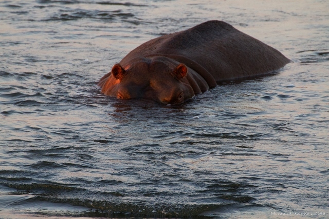 Kruger National Park: de Satara a Olifants - SUDÁFRICA EN EL CORAZÓN (JULIO 2015) (28)