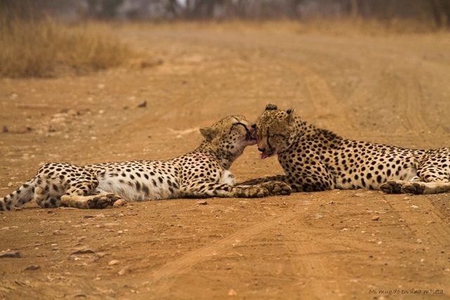 Kruger National Park: de Satara a Olifants - SUDÁFRICA EN EL CORAZÓN (JULIO 2015) (19)