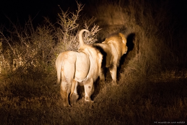 Kruger National Park: de Satara a Olifants - SUDÁFRICA EN EL CORAZÓN (JULIO 2015) (33)