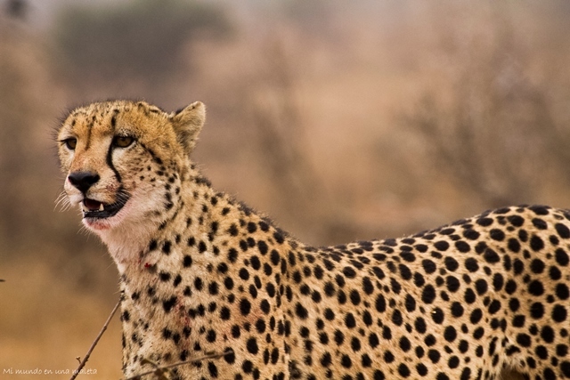 Kruger National Park: de Satara a Olifants - SUDÁFRICA EN EL CORAZÓN (JULIO 2015) (20)