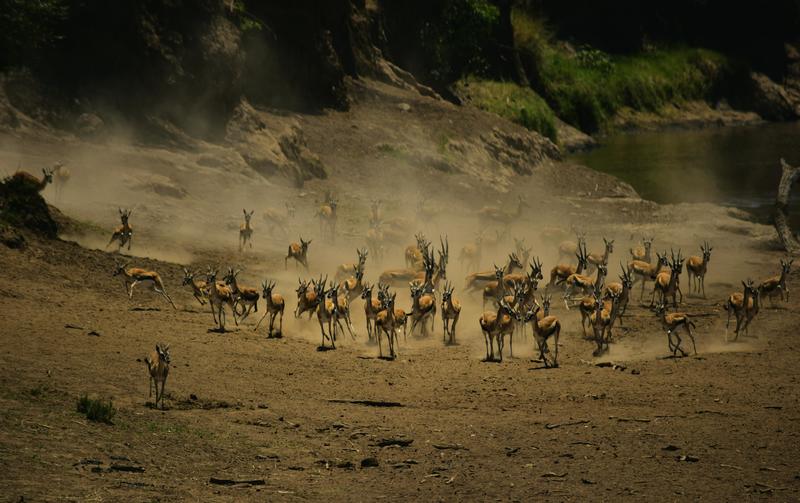Mis días de safari en Uganda, Kenia y Zanzíbar.. Os lo intento contar - Blogs de Africa Este y Centro - Nuestra pequeña versión del cruce (9)
