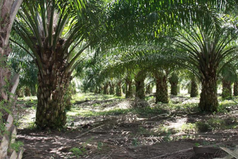 Pak Haji Sudah Meninggal Dunia Muncul Semula Di Kebun 